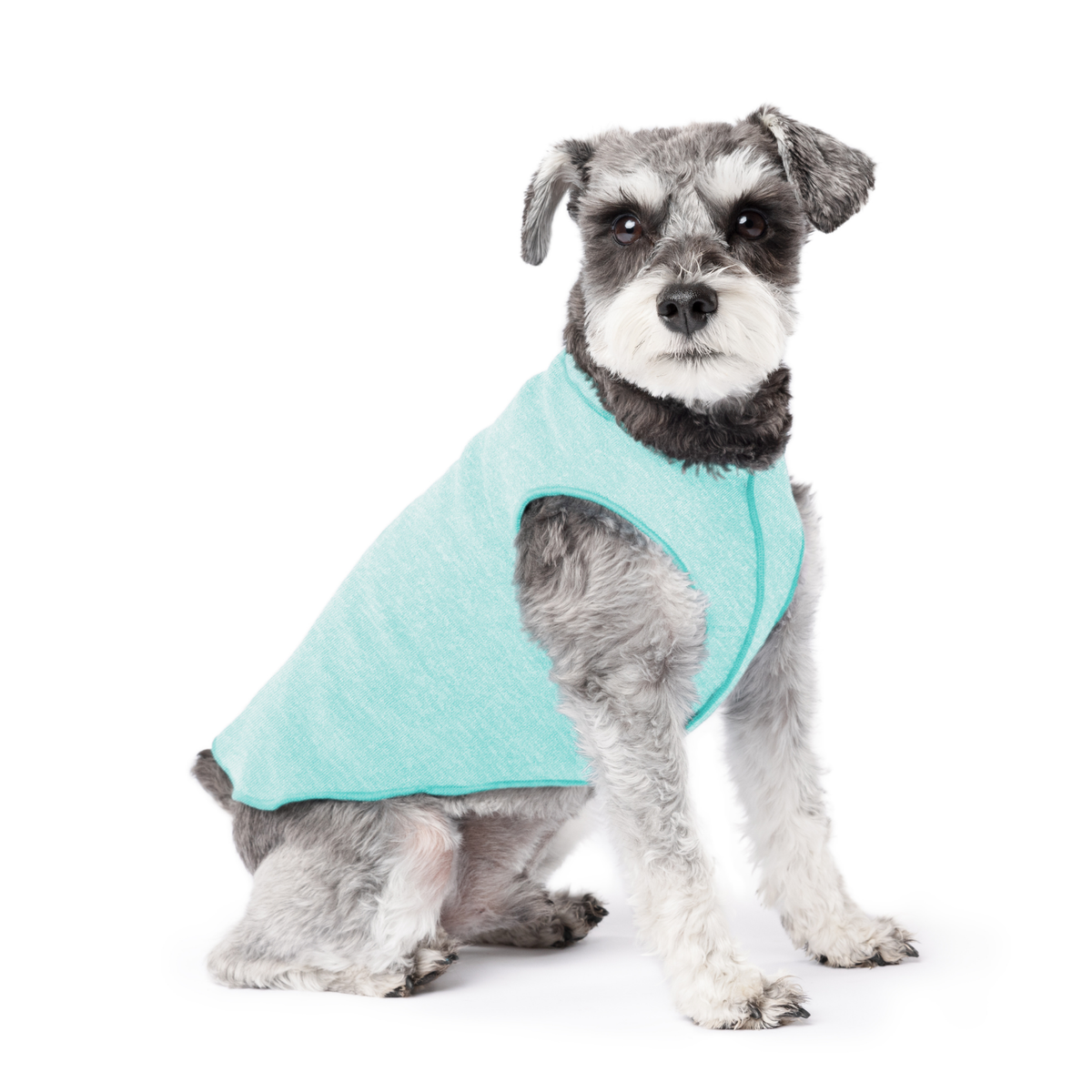 Light turquoise dog tee with round neck on gray-and-white dog, sitting