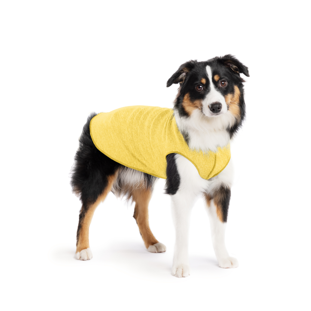 Yellow sleeveless dog tee with hooded collar on tri-color herding dog