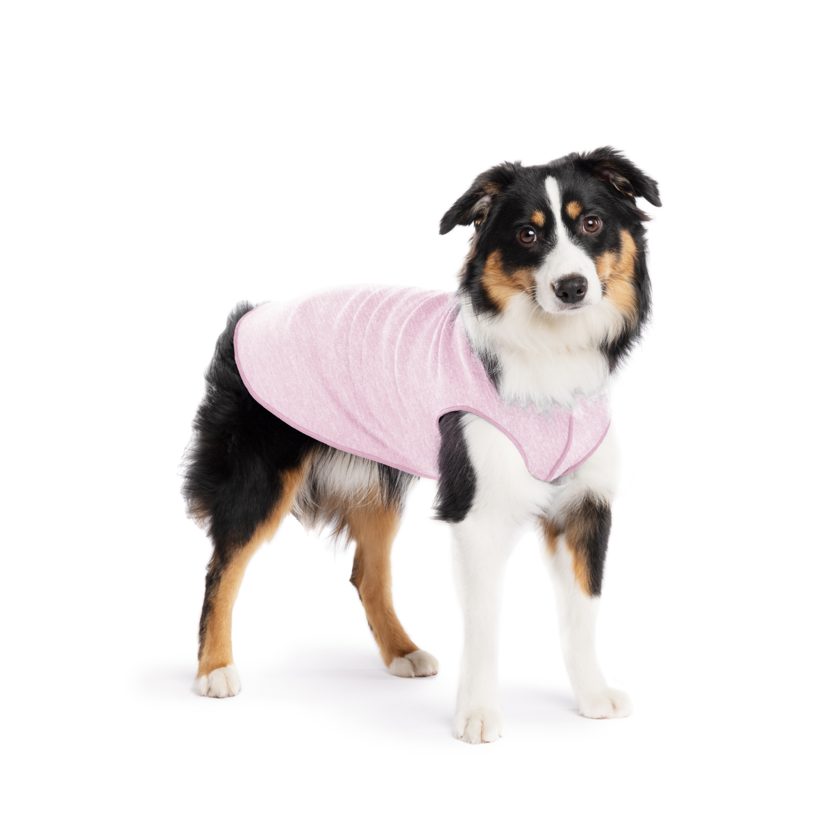 Pink dog sun shield tee with cutout underbelly on black-and-white tri dog