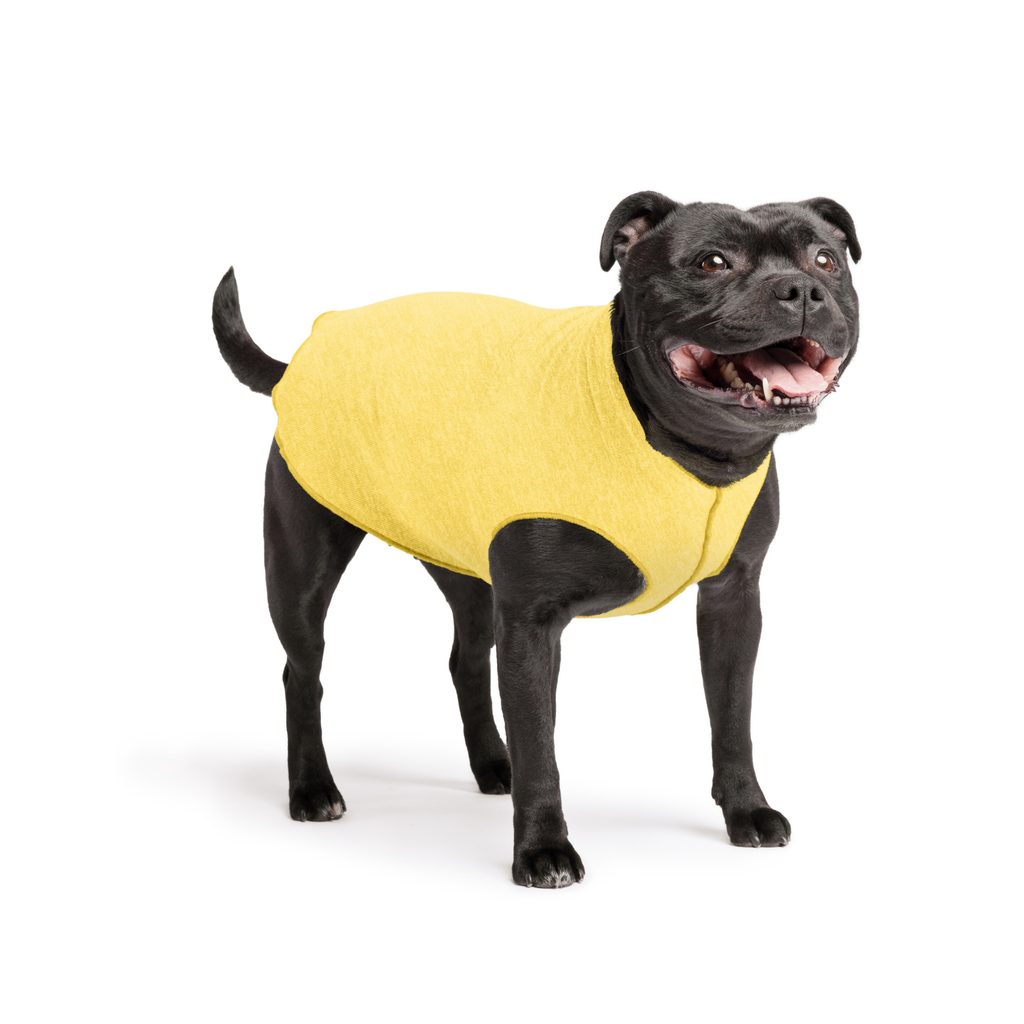 Yellow sleeveless dog tee with hooded collar on black dog