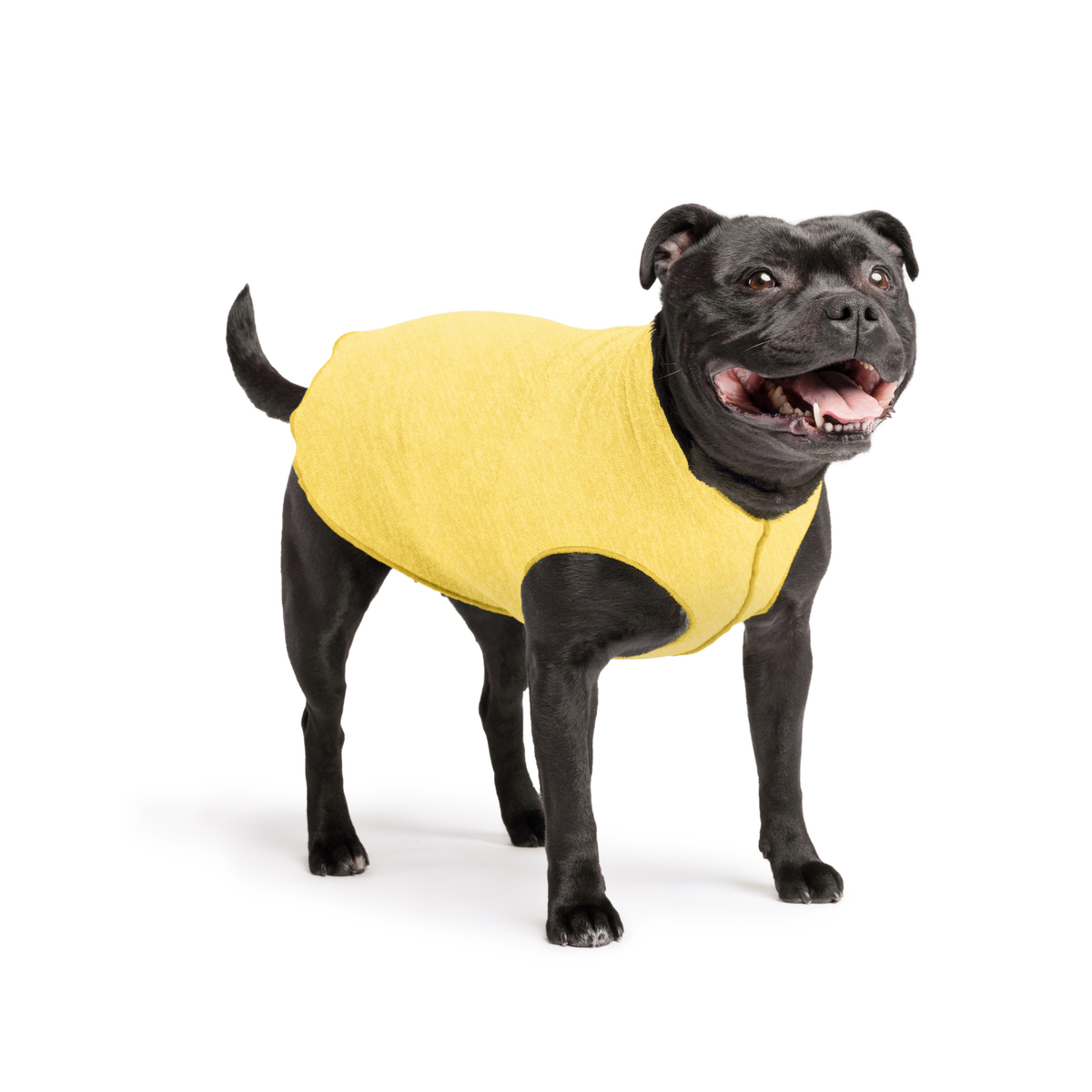 Yellow sleeveless dog tee with hooded collar on black dog