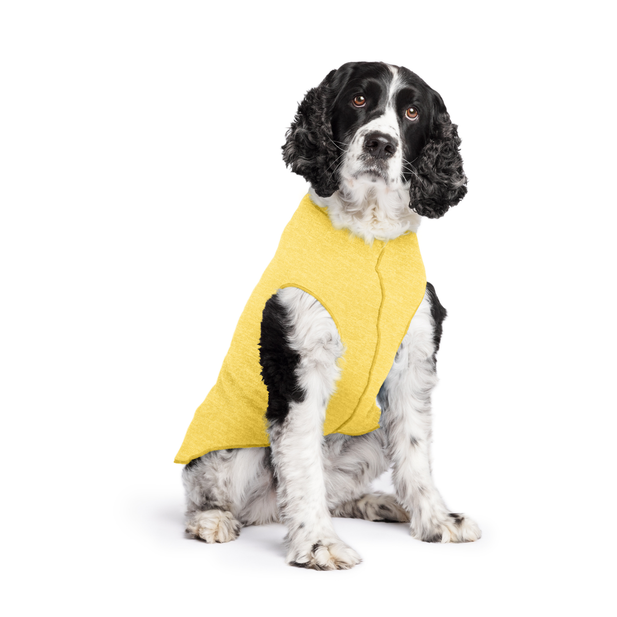 Yellow sleeveless dog tee with hooded collar on long-haired black-and-white dog