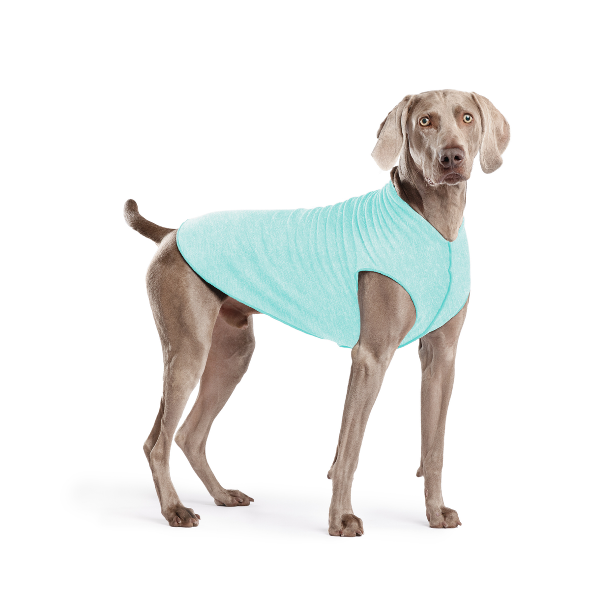 Light turquoise sleeveless dog tee with round neck on gray dog, standing