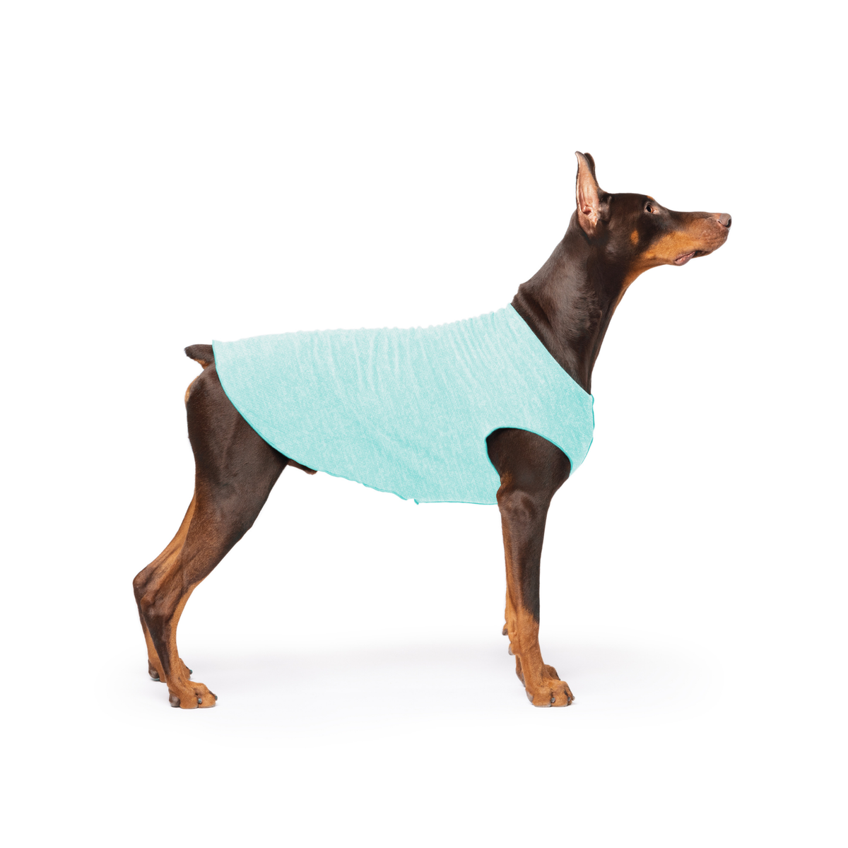 Light turquoise dog tee with round neck on dark brown dog, standing