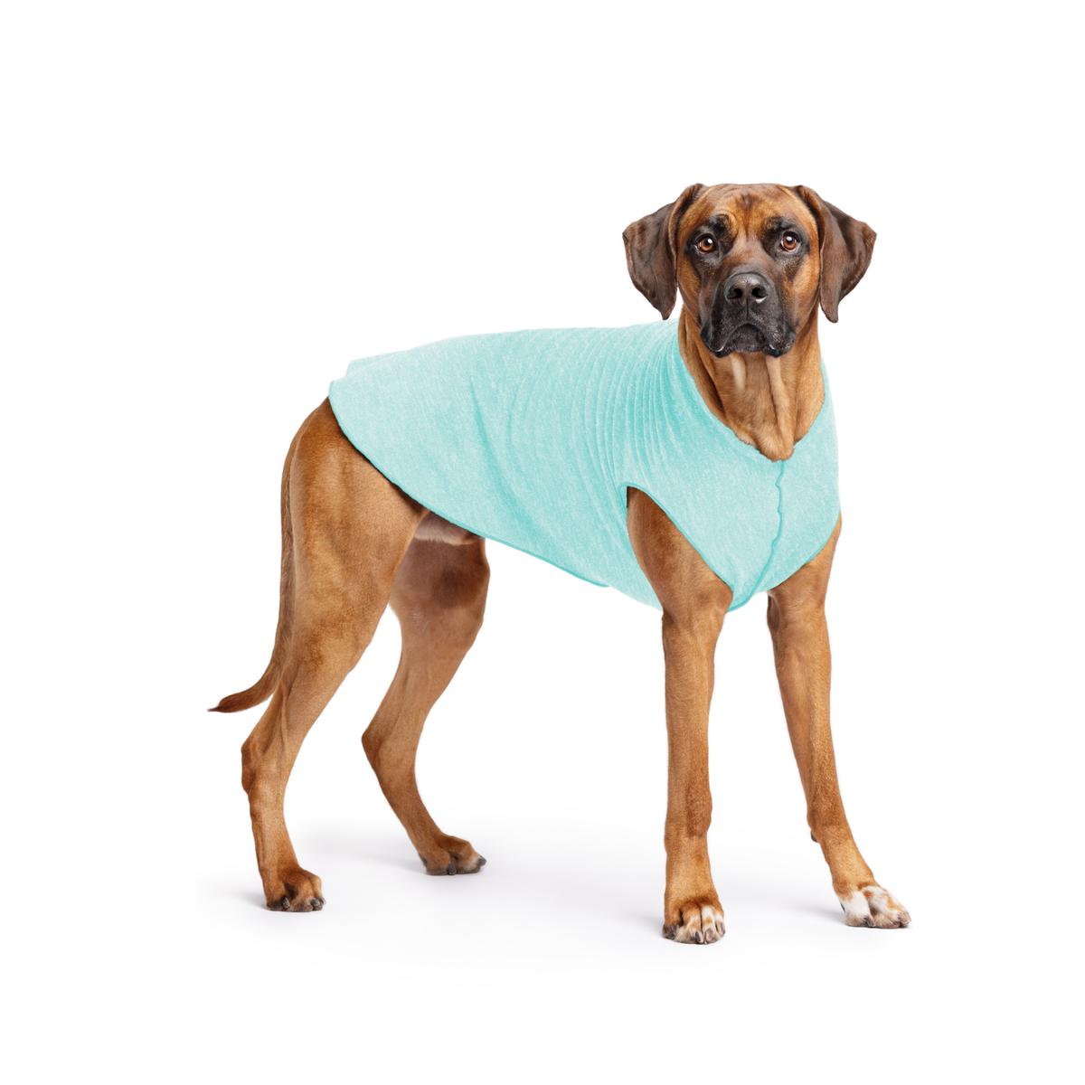 Light turquoise dog tee with round neck and sleeveless design on brown dog