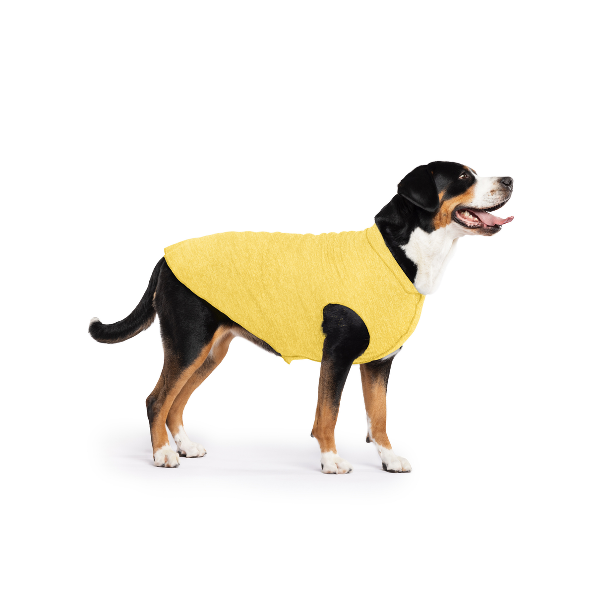 Yellow sleeveless dog tee with hooded collar on black-and-white dog