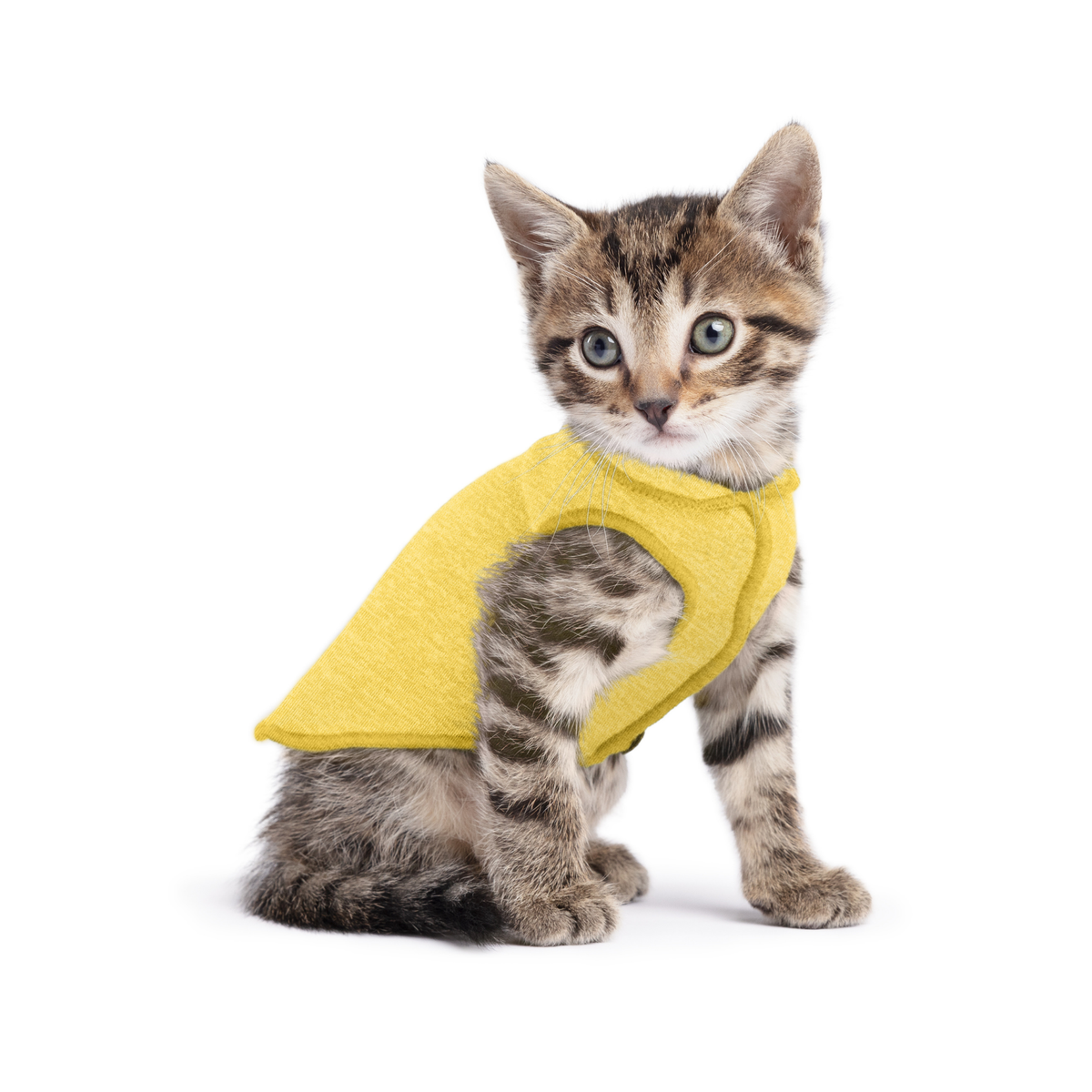 Yellow sleeveless dog tee with hooded collar on tabby kitten
