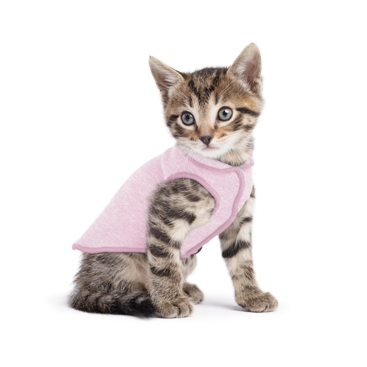 Pink dog sun shield tee with cutout underbelly on gray tabby kitten