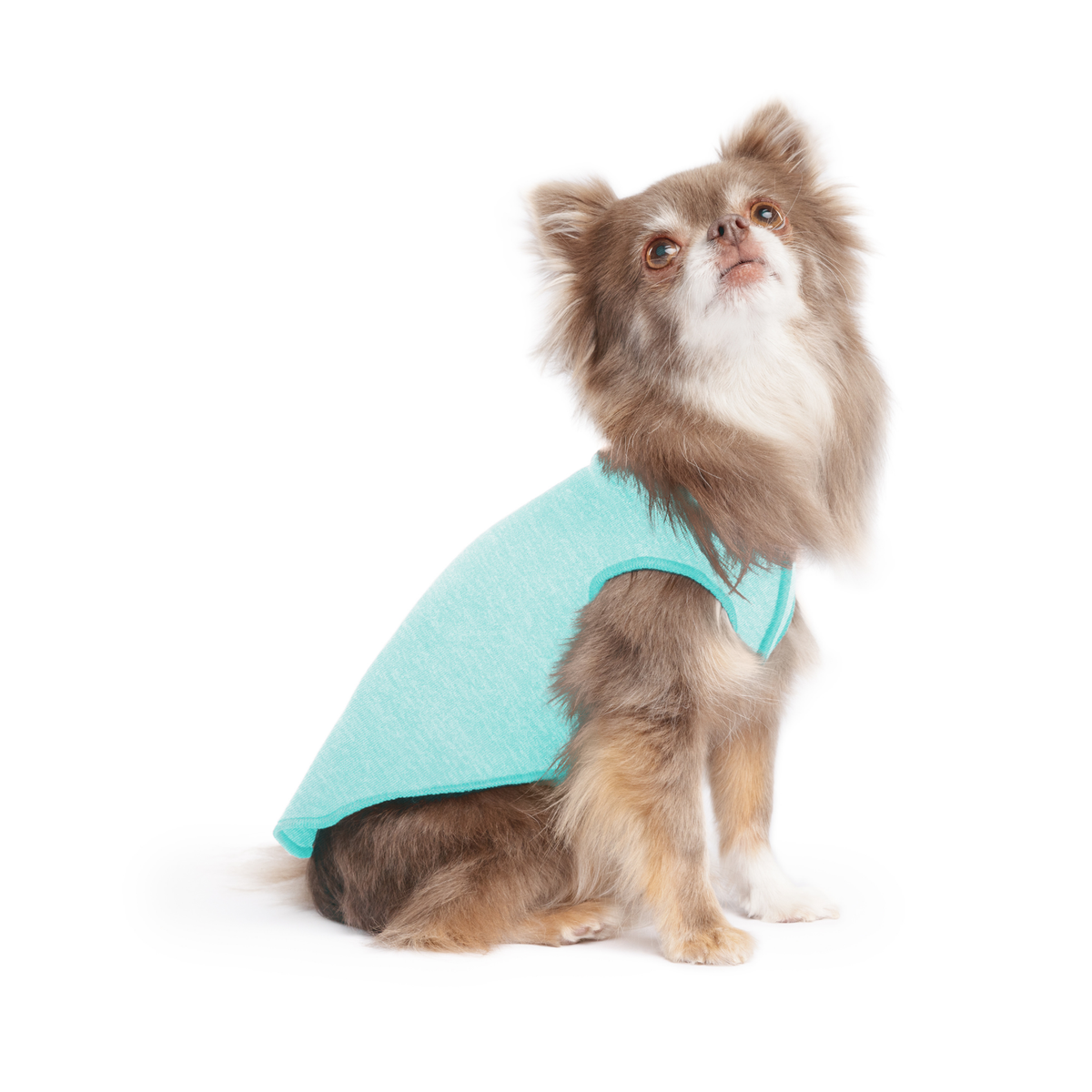 Light turquoise dog tee with round neck on tan-and-white fluffy dog, sitting
