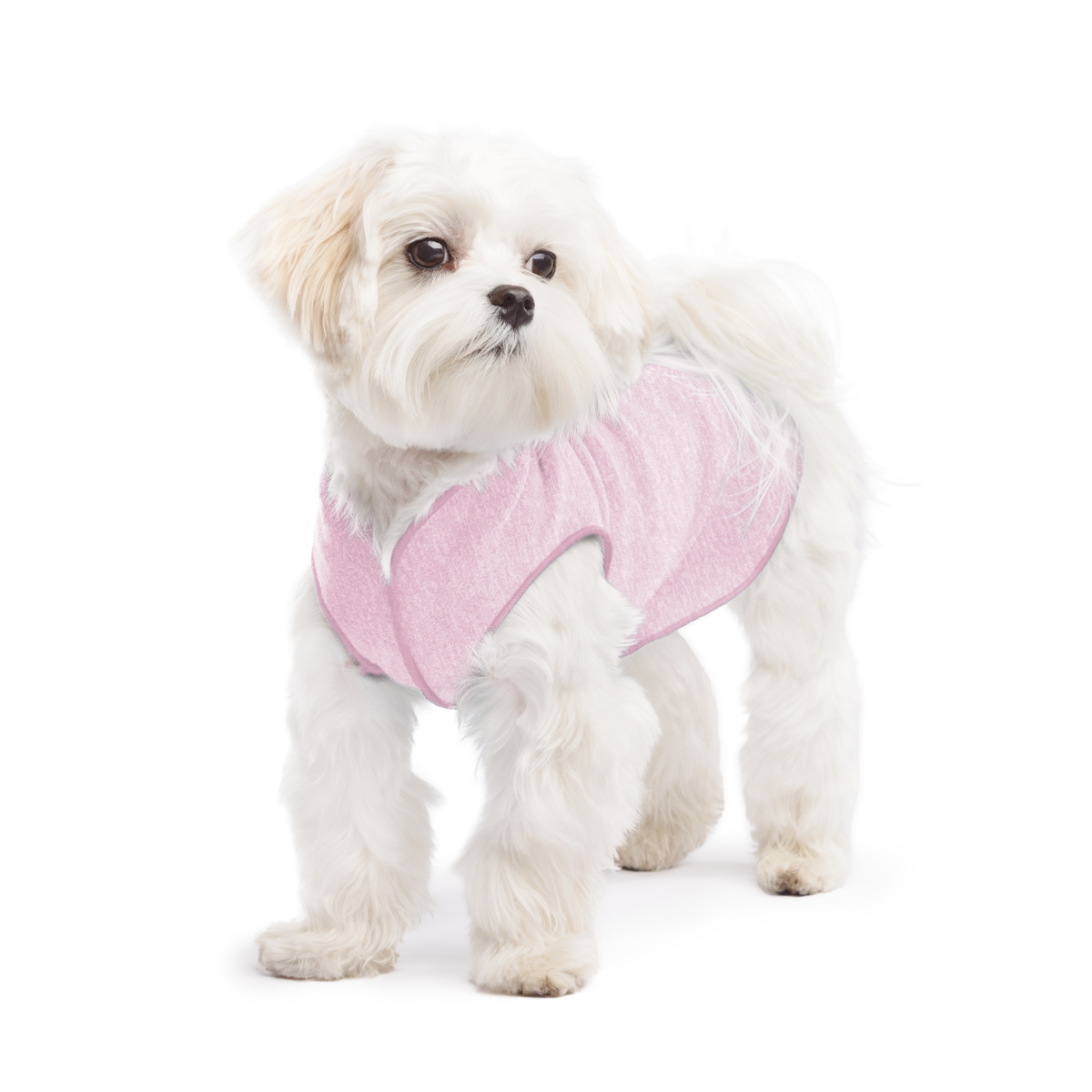 Pink dog sun shield tee with cutout underbelly on white dog with tan ears