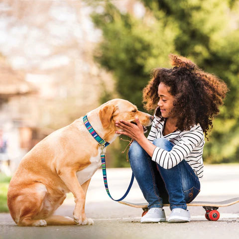 Dog wearing striped collar in teal and blue with matching leash on pavement