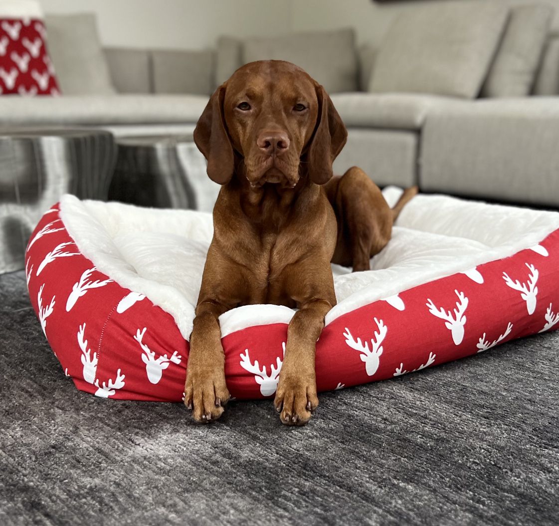 Dog resting in red and white antler-print lounger bed with white padded top