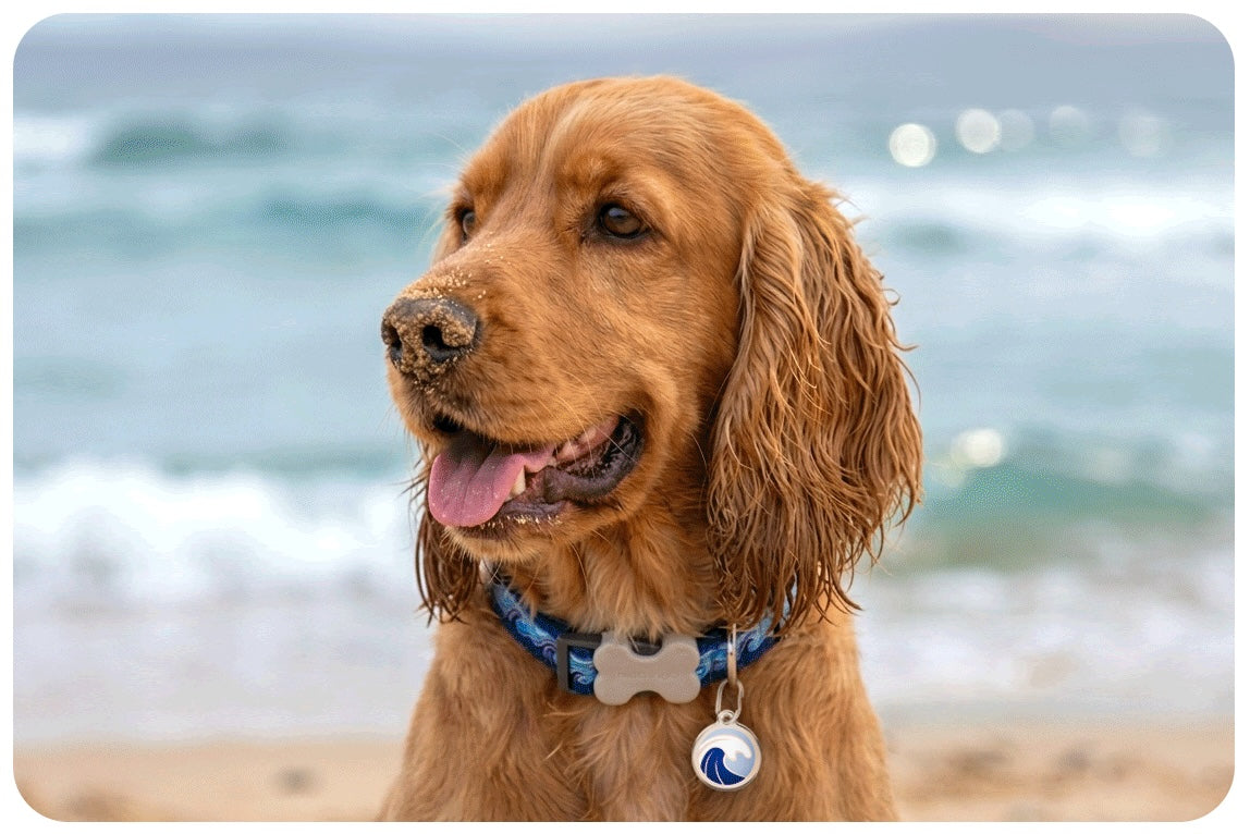 Round enamel wave dog ID tag hanging on a blue collar