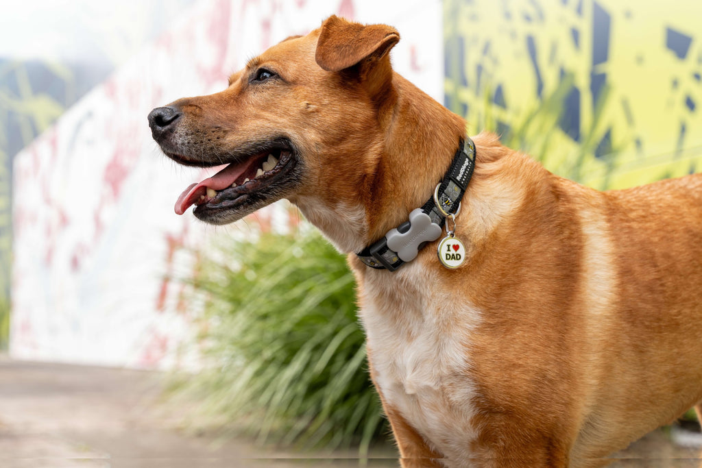 Brown dog wearing round stainless steel dog tag with red heart and I DAD text