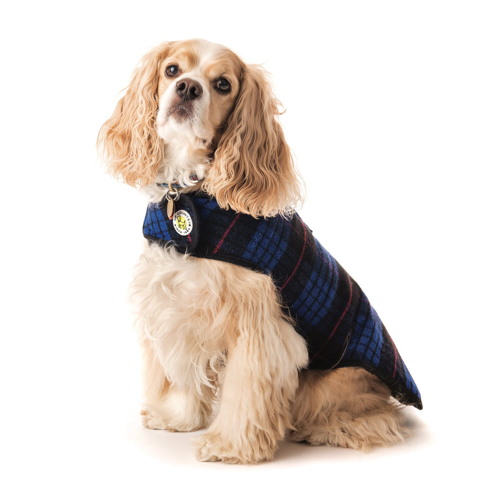Blue plaid fleece-lined dog coat on small dog with black collar
