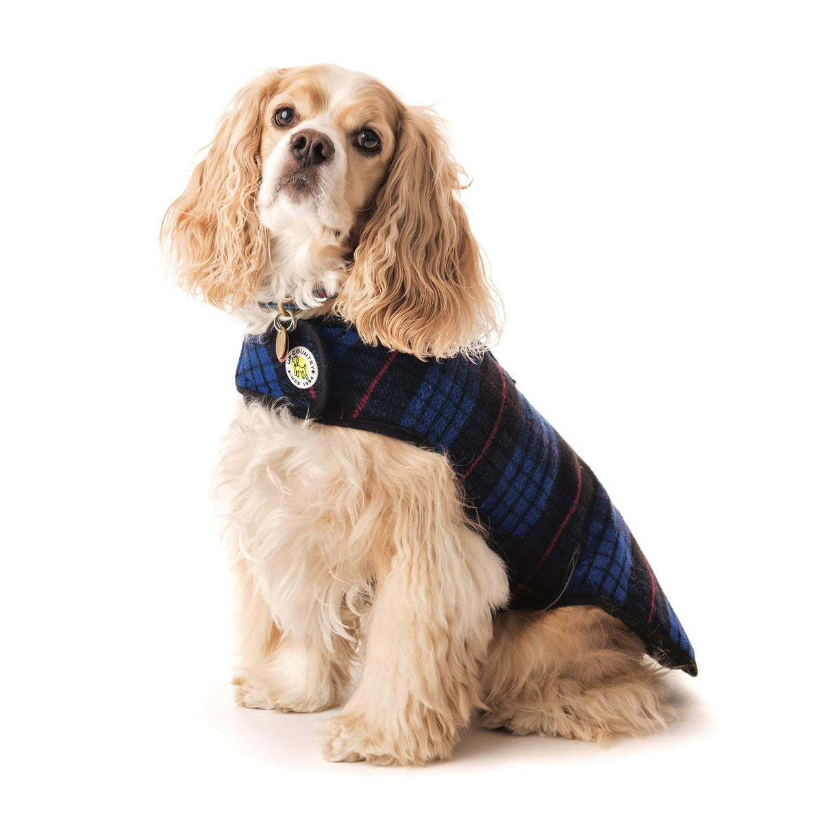 Blue plaid fleece-lined dog coat on small dog with black collar