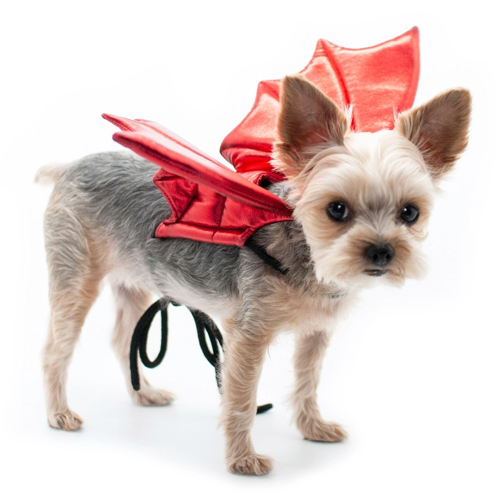 Red dragon wing dog Halloween costume on small white-and-gray dog