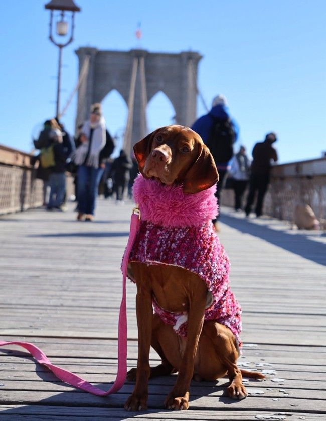 Manhattan Walking Coat For Dogs - Blue Lagoon