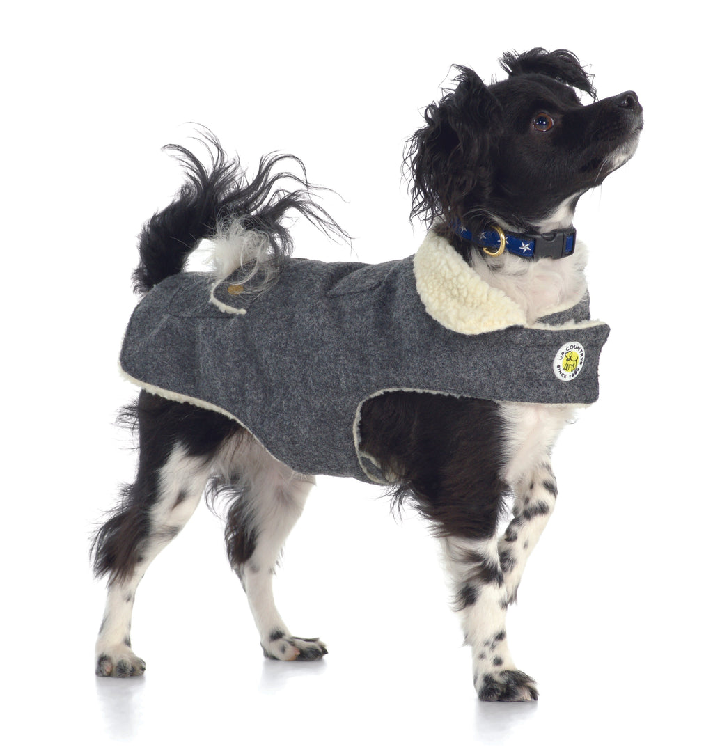Gray fleece-lined dog coat on small black-and-white dog, cream collar and chest patch