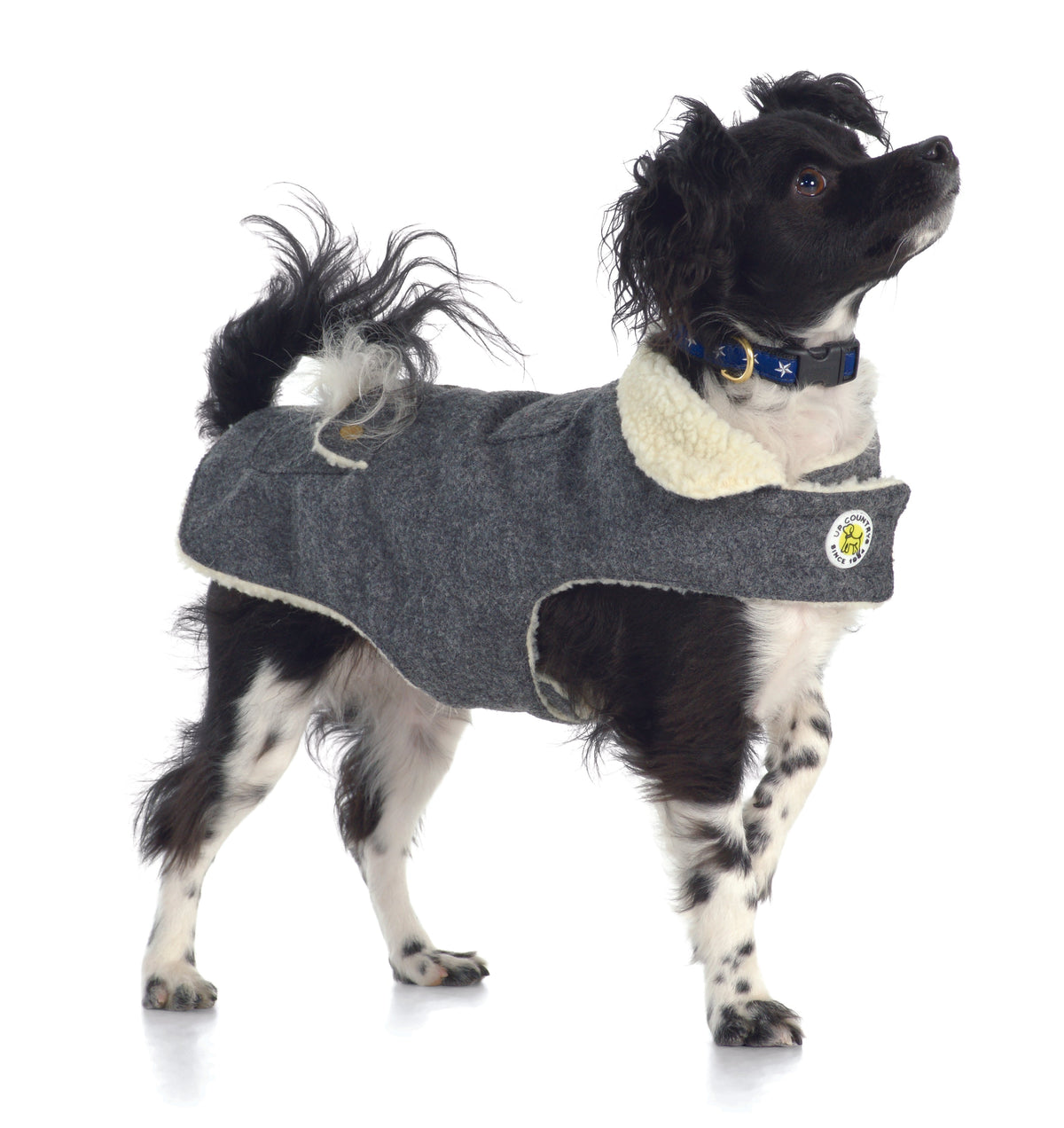 Gray fleece-lined dog coat on small black-and-white dog, cream collar and chest patch