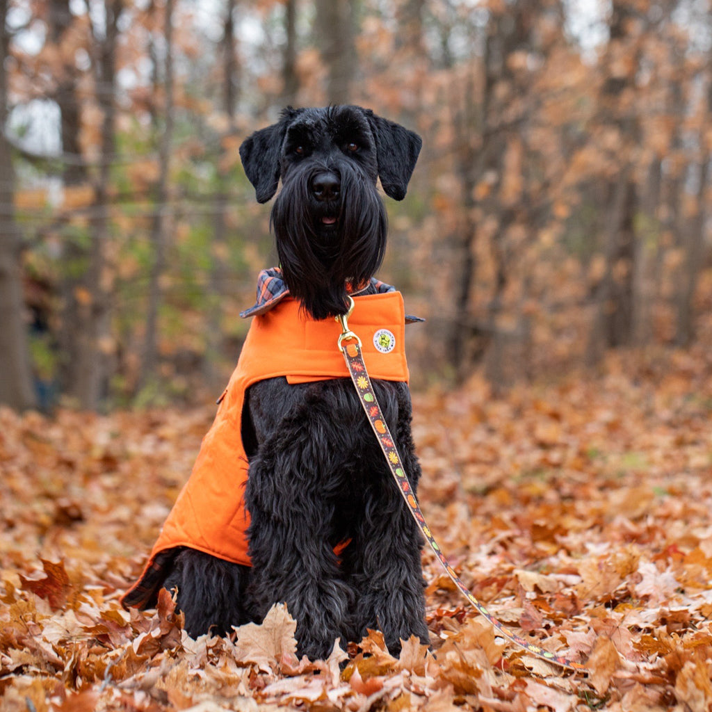 Orange dog field coat with plaid-lined high collar, worn by black dog