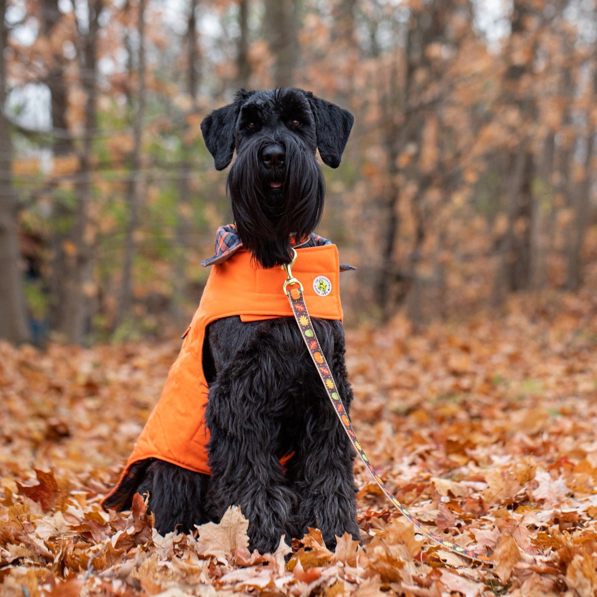 Orange dog field coat with plaid-lined high collar, worn by black dog