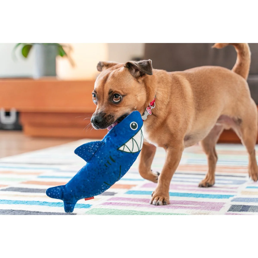 Blue dotted plush shark toy in dog’s mouth, triangular white teeth and grin