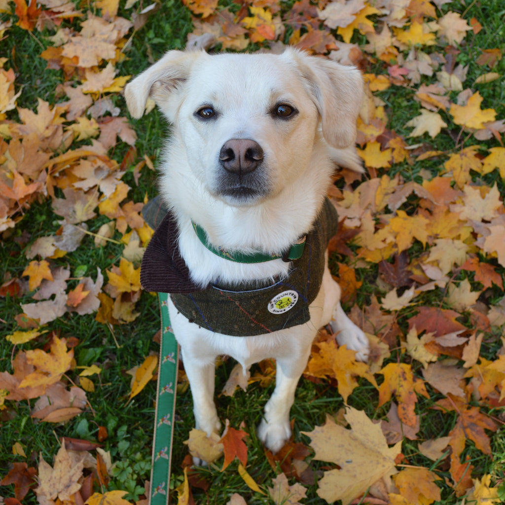 Green tweed dog coat with plaid design, dark lining, and burgundy collar; snap closure.