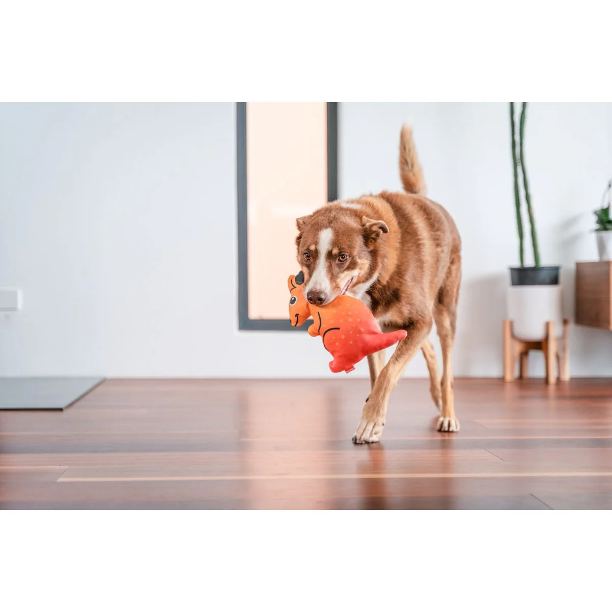 Kangaroo plush dog toy in a dog's mouth, with orange-red dotted fur