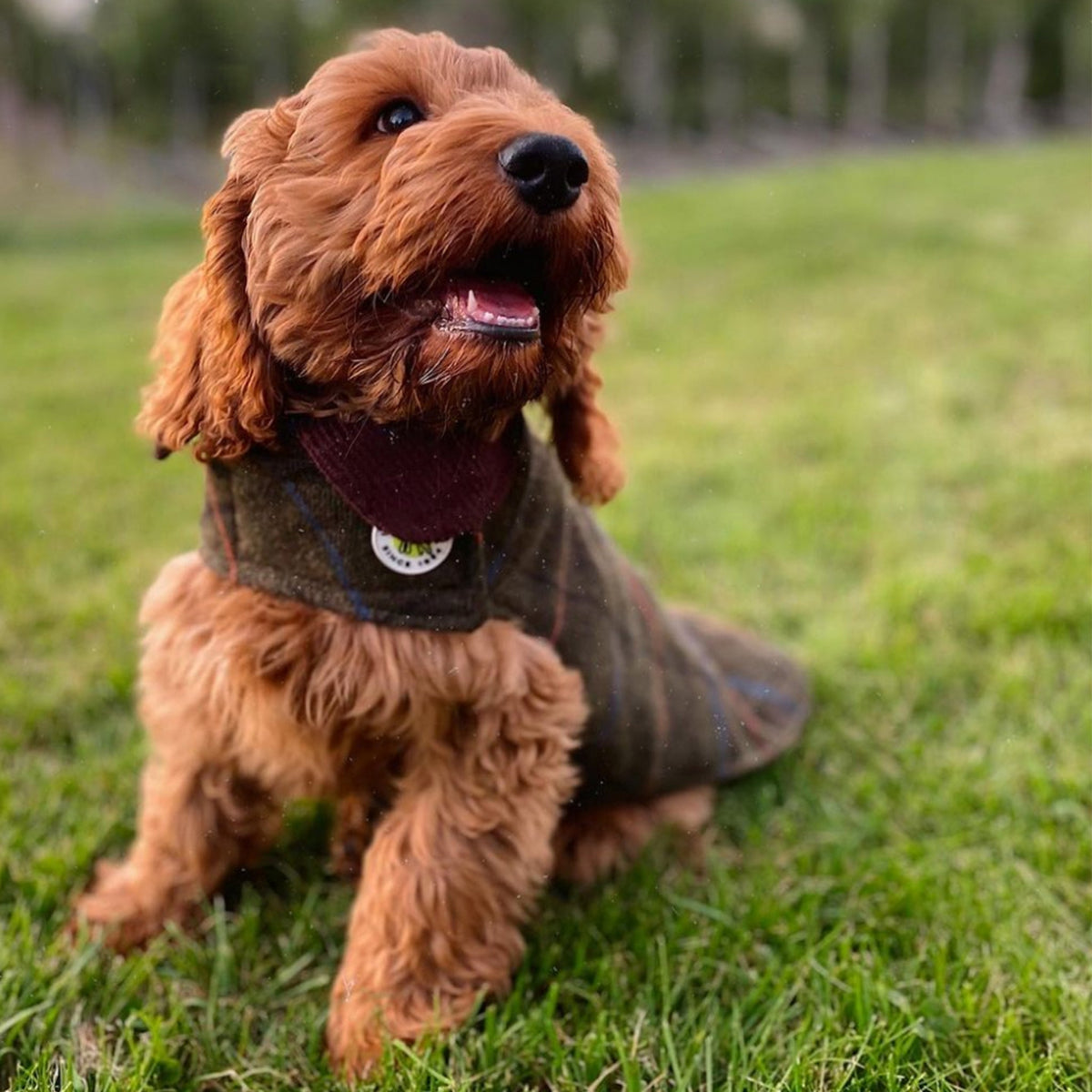 Dog wearing a green tweed coat with plaid trim and burgundy turtleneck-style collar.