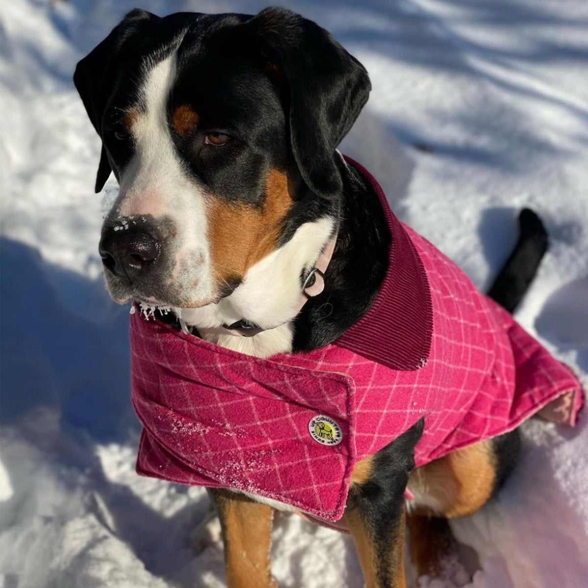 Maroon plaid dog coat with corduroy-style collar and front button flap
