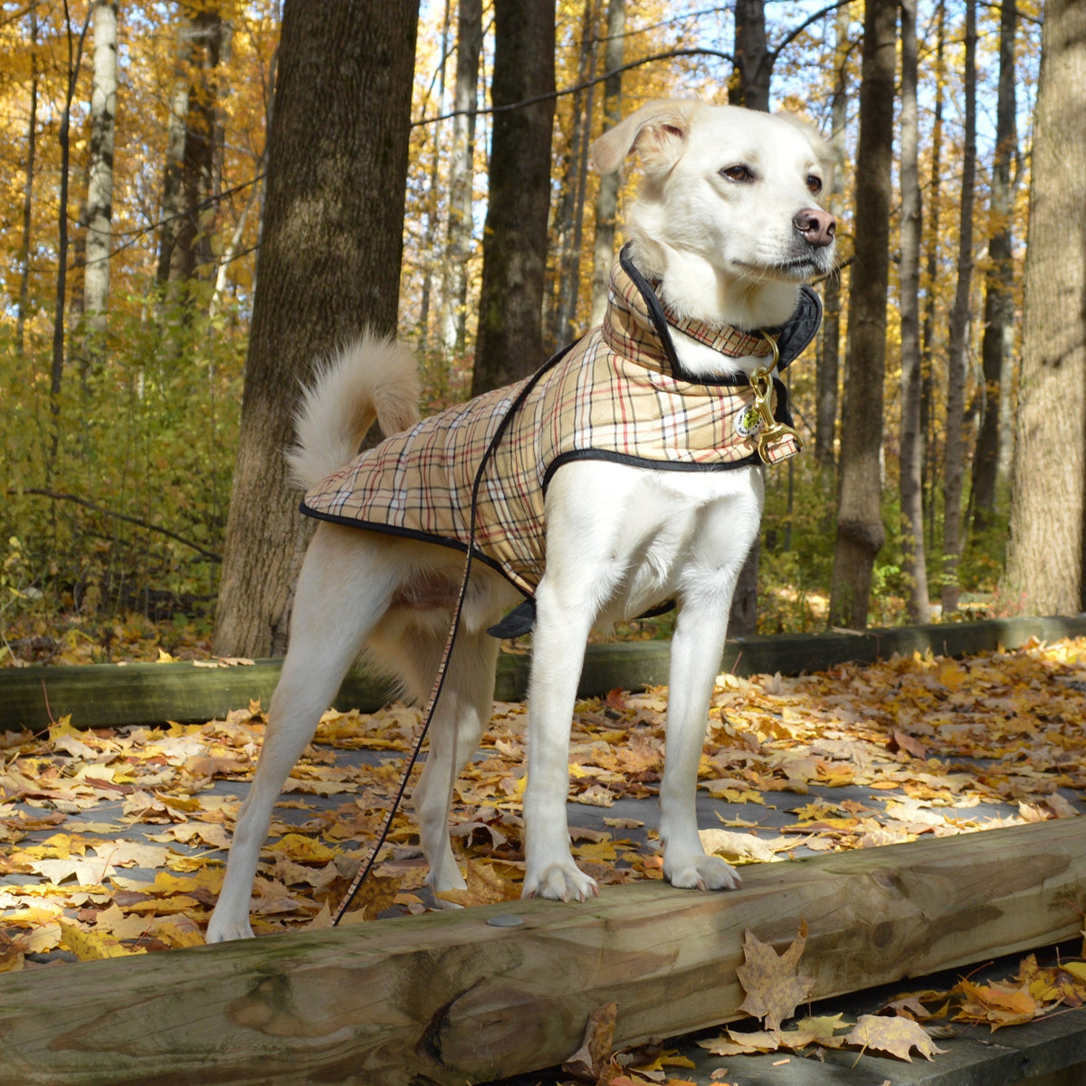 Dog wearing tan plaid diamond quilted coat with black-trim hood