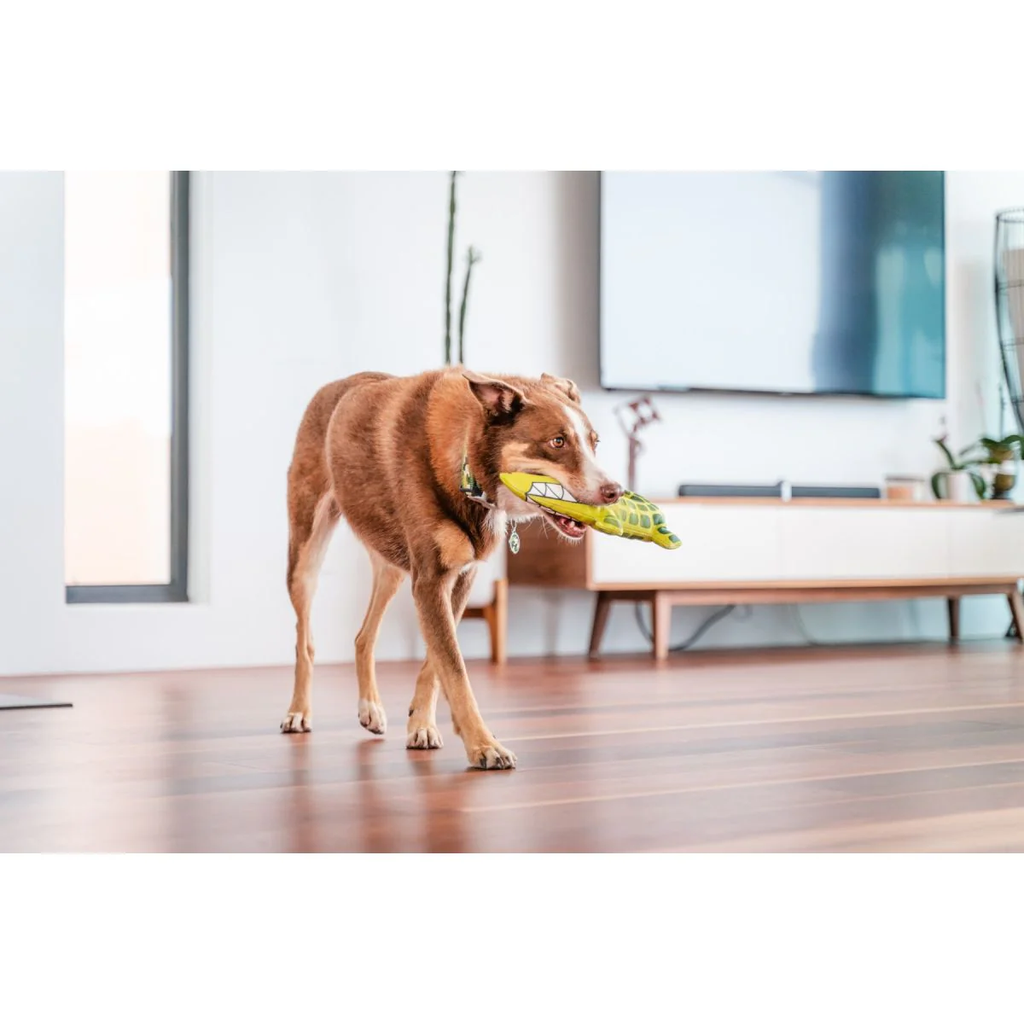 Dog walking with a green crocodile plush toy with open-jaw stitching