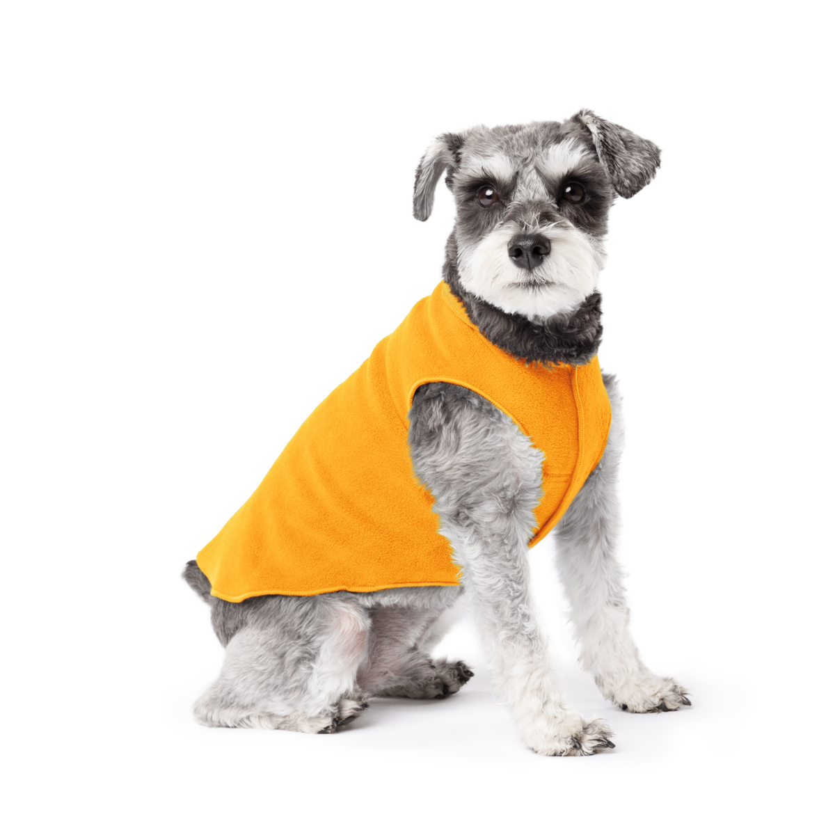 Orange cheddar stretch fleece dog coat with armholes, worn by small terrier