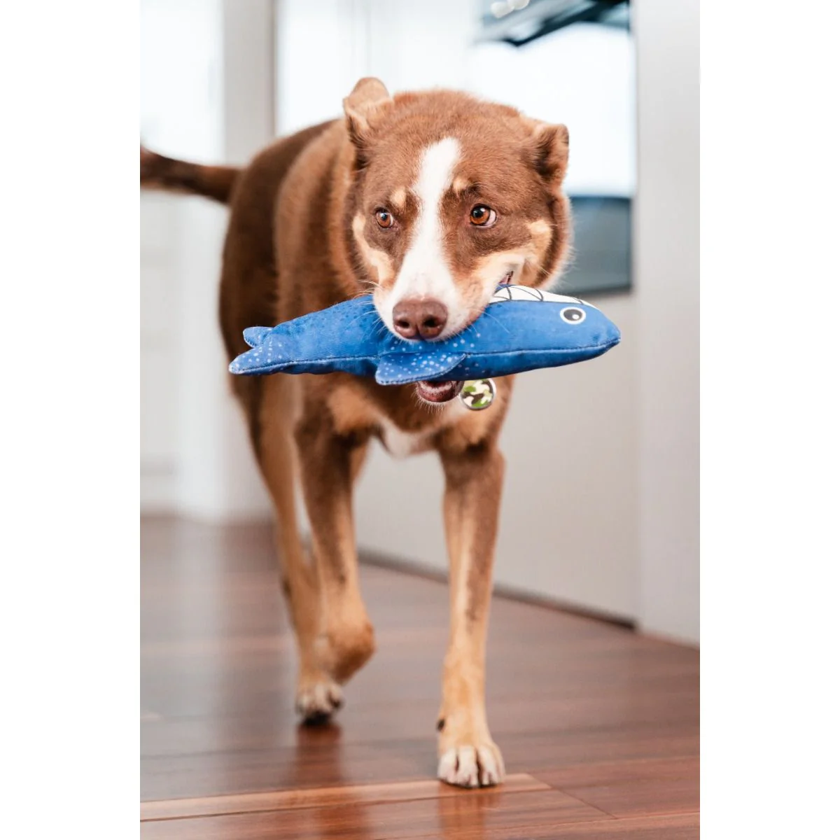 Blue plush shark toy with spotted fabric, dog holding it by the back