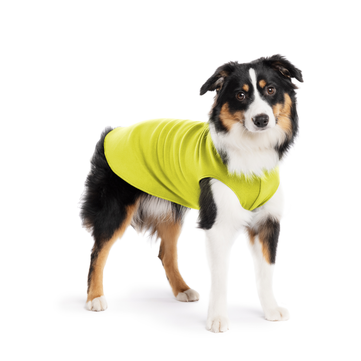 Avocado green stretch fleece dog coat on black-and-white dog, standing front view