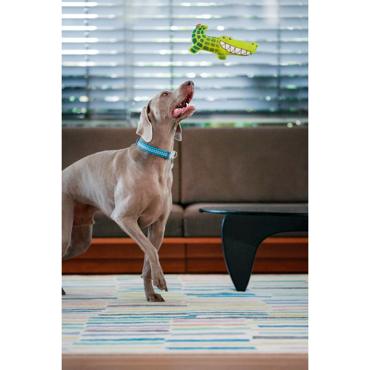 Dog carrying a green crocodile plush toy with stitched teeth