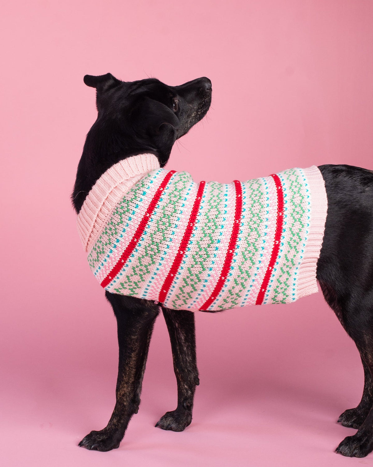 Black dog wearing striped knit sweater with pink ribbed turtleneck and green/red/white pattern
