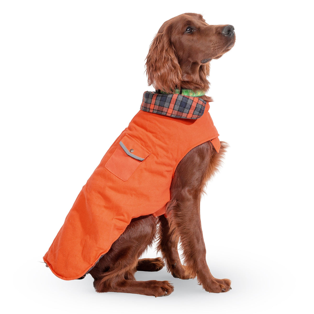 Orange dog field coat with plaid neck panel and two chest pockets, worn by dog