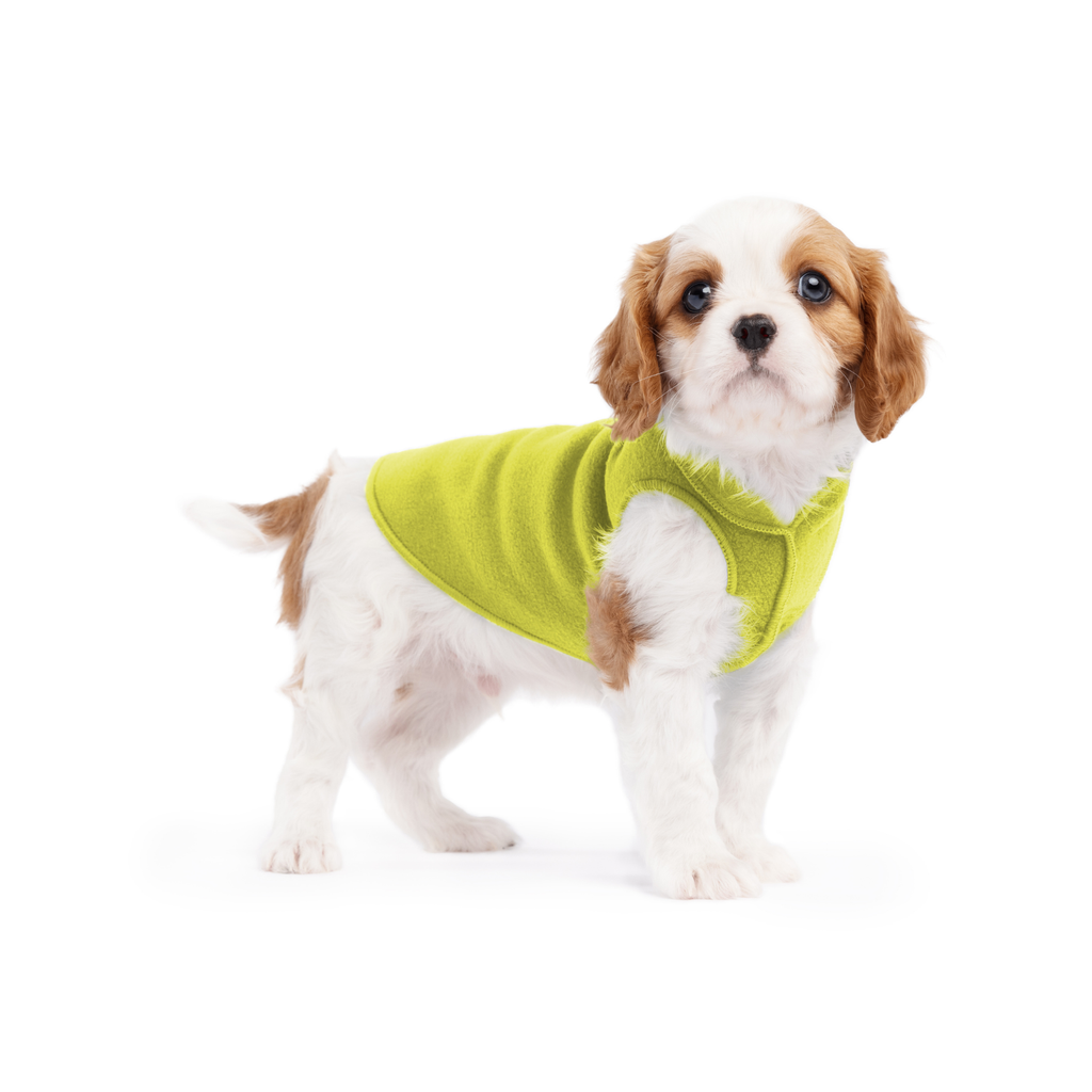 Avocado green stretch fleece dog coat on small white dog, front leg openings