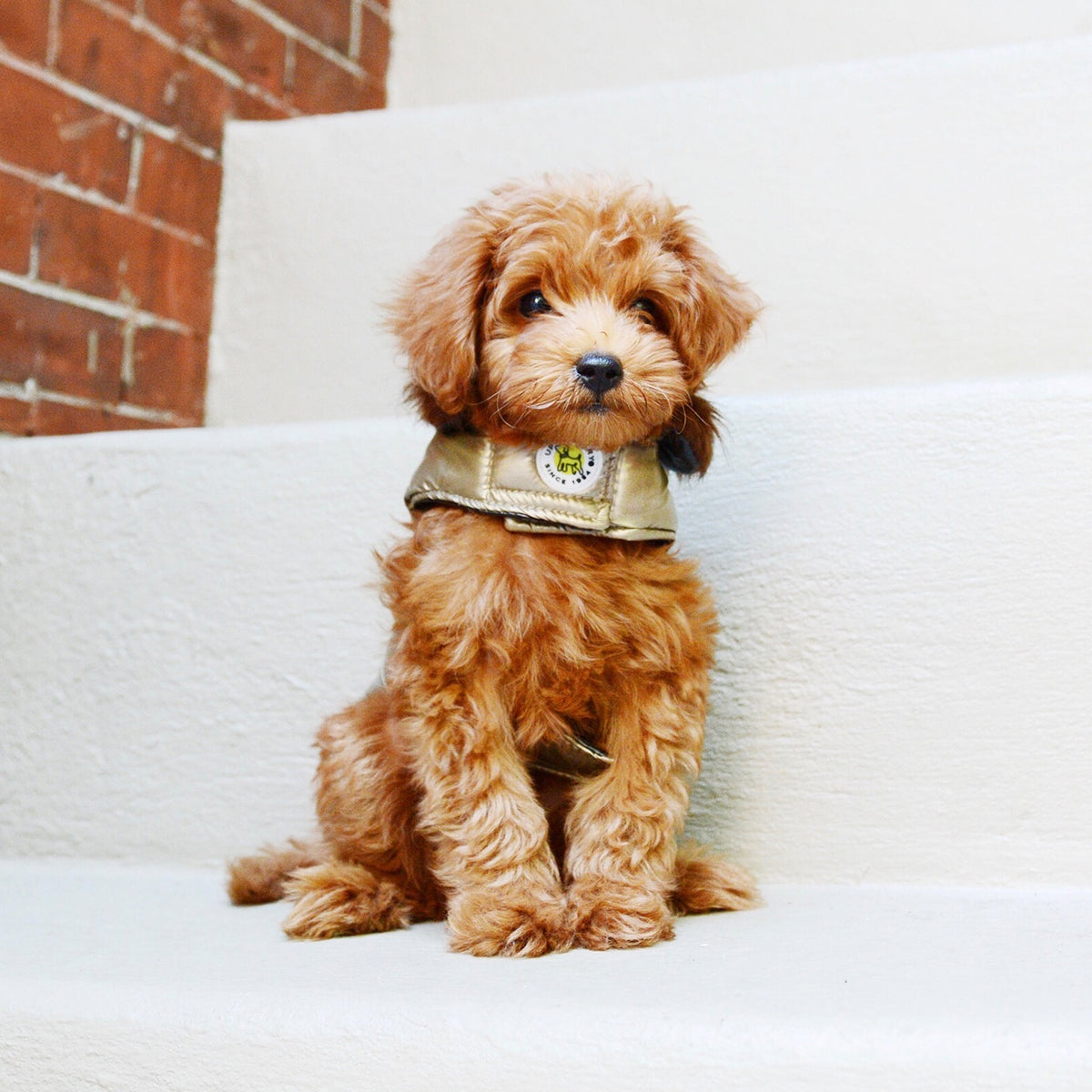 Metallic gold dog puffer coat with small stand collar and front closure