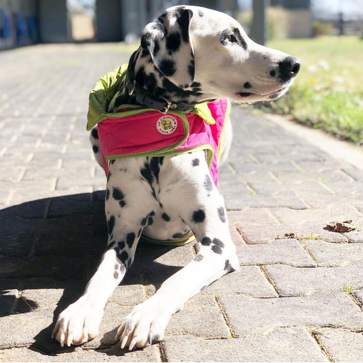Diamond-quilted dog coat on Dalmatian, magenta outer with lime green trim
