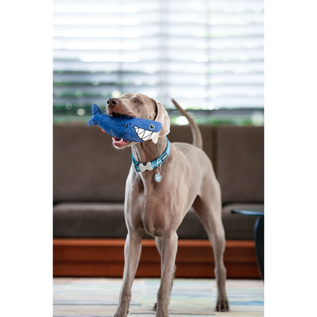 Dog playing with blue dotted plush shark toy with stitched eyes and open mouth