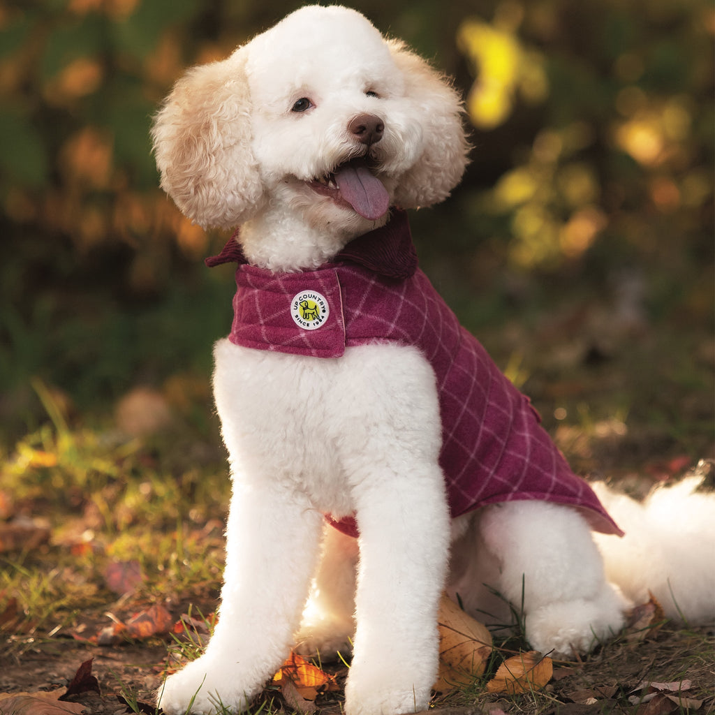 Dog coat in maroon plaid tweed with collar and round button patch at chest