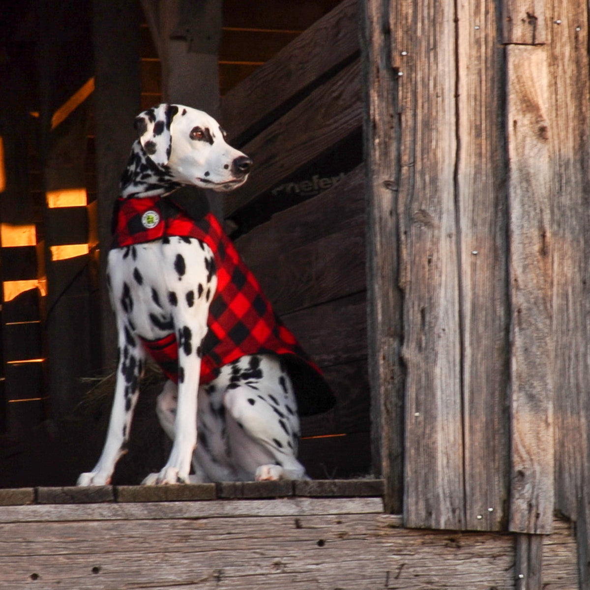 Red buffalo check fleece-lined dog coat with black plaid and sherpa collar snaps