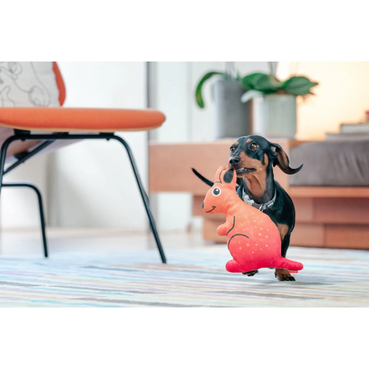 Kangaroo plush dog toy beside a black and tan dachshund on a rug