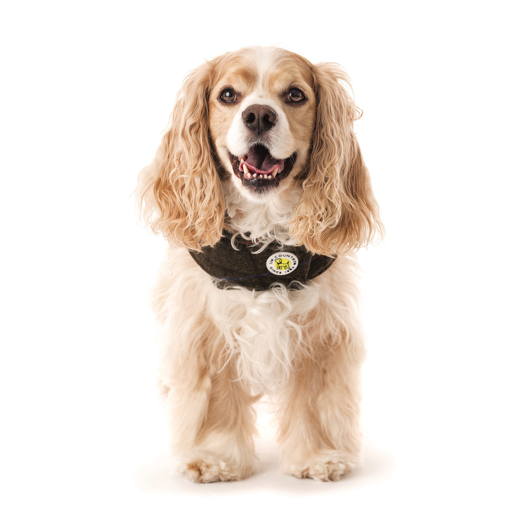Dark dog barn coat with hooded collar and round logo patch