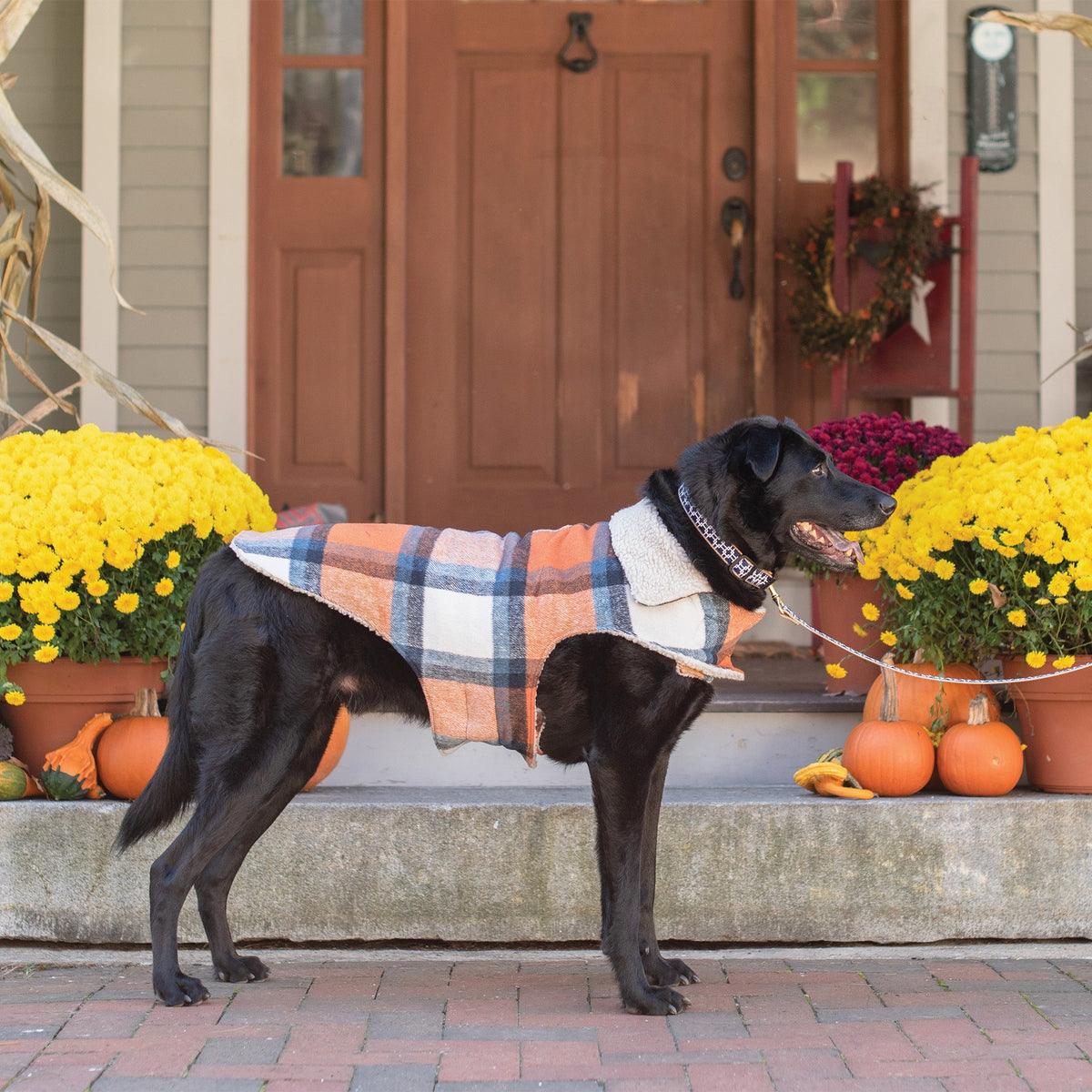 Plaid shacket-style dog coat with white sherpa collar in blue and tan tones