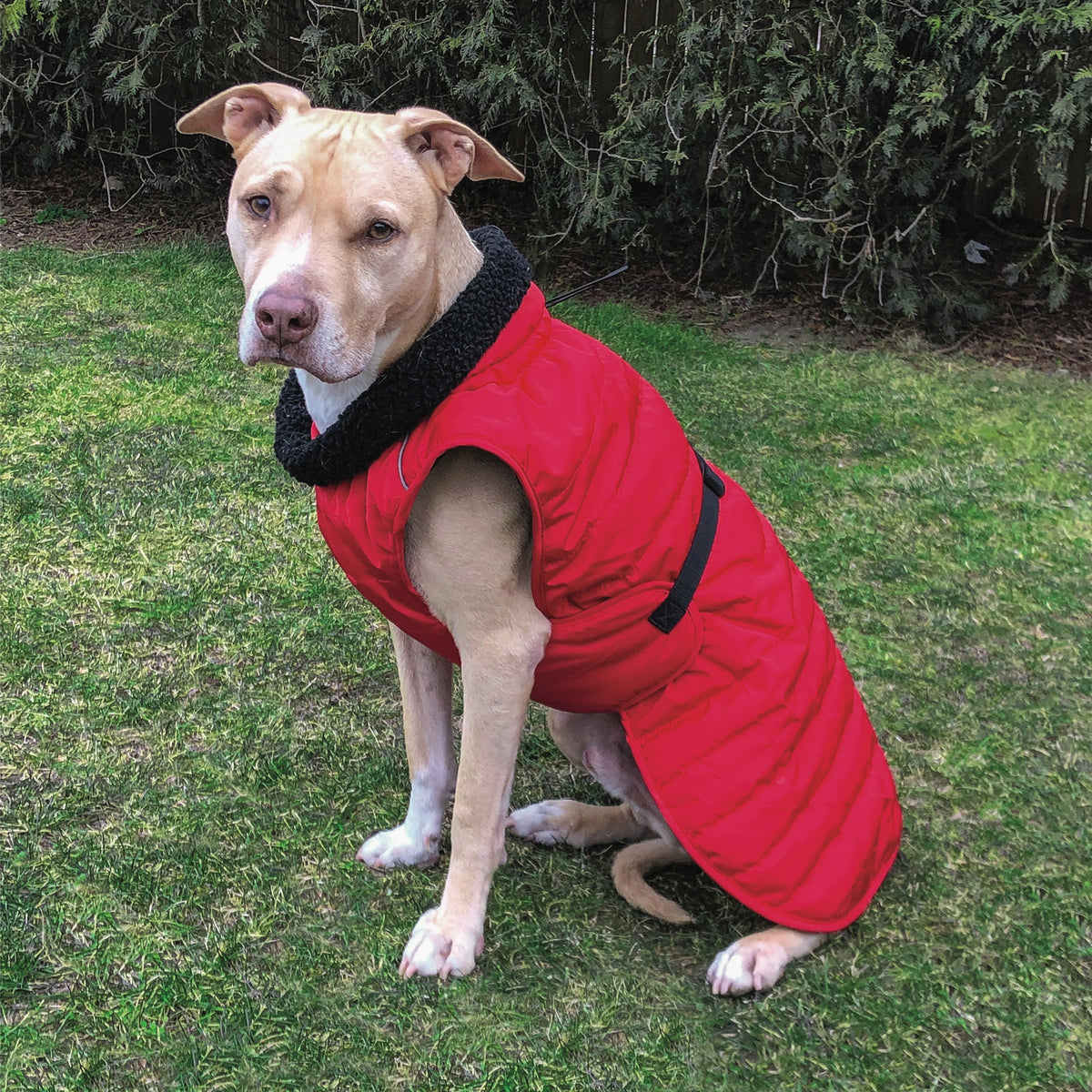 Red quilted dog parka with thick dark collar and wide adjustable straps on a dog
