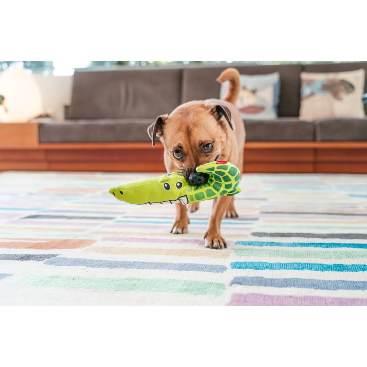 Dog playing with a green crocodile plush toy featuring stitched eyes